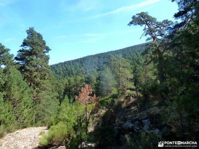 viajes grupos bosques en otoño rutas por navacerrada valle de jerte cerezos en flor concierto de la